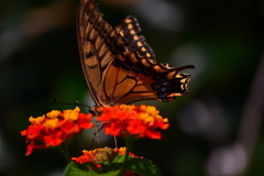 Papilio machaon hippocrates