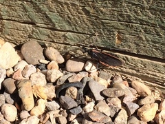 Triatoma rubida