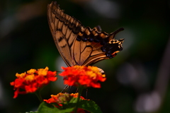 Papilio machaon hippocrates