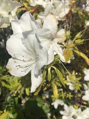 Rhododendron