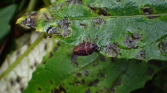 Sphenorhina huggerti
