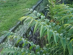 Ailanthus