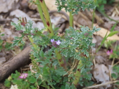 Verbena supina