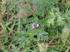Verbena supina