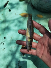 Gobiomorus maculatus