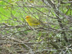 Sicalis flaveola