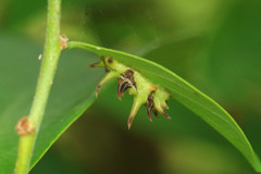 Horaga albimacula triumphalis