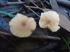 Entoloma aromaticum