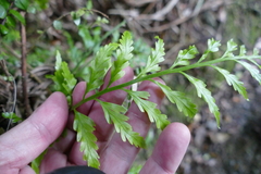 Asplenium bulbiferum x a flaccidum