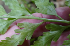 Asplenium bulbiferum x a flaccidum