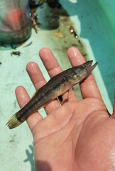 Gobiomorus maculatus