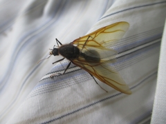 Insecta