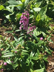 Angelonia