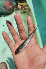 Gobionellus microdon