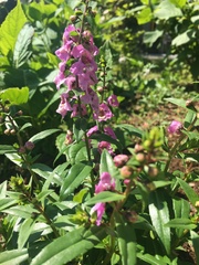 Angelonia
