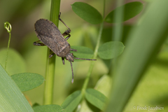 Ceraleptus americanus