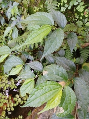 Elatostema cyrtandrifolium