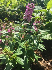 Angelonia