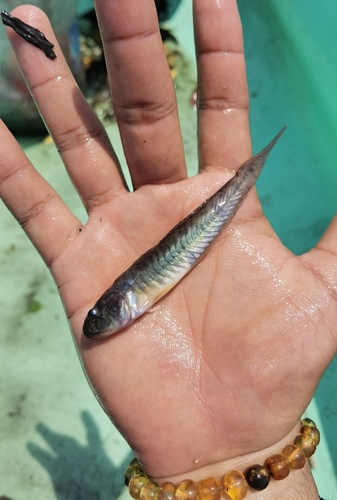 Palmtail Goby