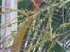 Dypsis lutescens