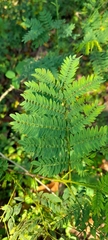 Fabaceae