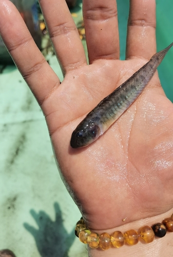 Palmtail Goby