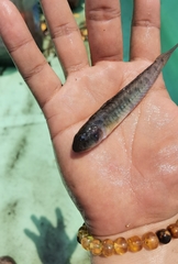 Gobionellus microdon