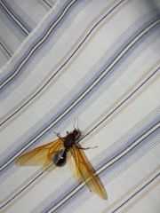Insecta