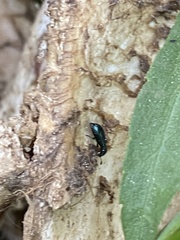 Necrobia violacea