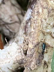 Necrobia violacea