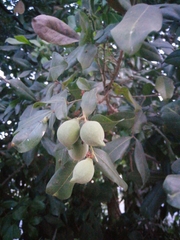 Melicoccus oliviformis