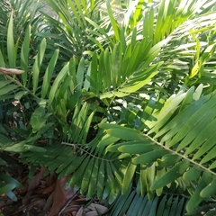 Zamia integrifolia