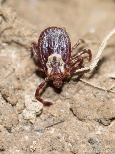 American Dog Tick, photo 4 of 8