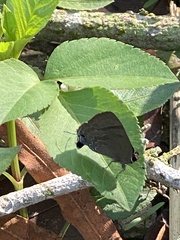 Rapala varuna formosana