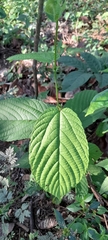 Angiospermae