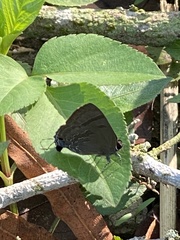 Rapala varuna formosana