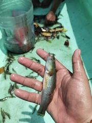 Gobiomorus maculatus