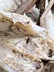 Prochyliza xanthostoma