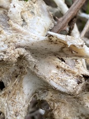 Prochyliza xanthostoma