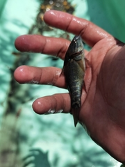 Dormitator latifrons