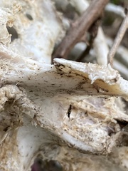 Prochyliza xanthostoma