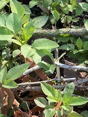 Rapala varuna formosana