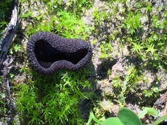 Plicaria