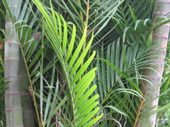Dypsis lutescens