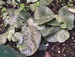 Fittonia
