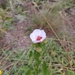 Pavonia guerkeana - Photo 由 nullptr 所上傳的 (c) nullptr，保留部份權利CC BY-NC