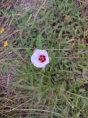 Pavonia guerkeana