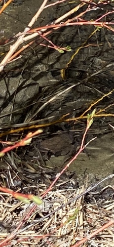 iNaturalist observation photo of Pacific chorus frog