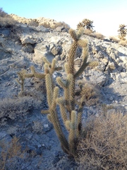 Cylindropuntia wolfii