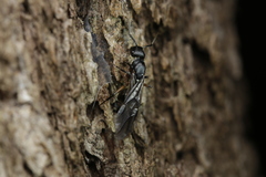 Polyrhachis femorata